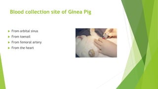 Blood collection site of Ginea Pig
 From orbital sinus
 From toenail
 From femoral artery
 From the heart
 