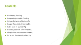 Contents
 Guinea Pig Housing
 Basics of Guinea Pig Feeding
 Unique Behavior of Guinea Pig
 Danger Potential of Guinea Pig
 Basic Care of Guinea Pig
 Handing Methods for Guinea Pig
 Blood collection site of Ginea Pig
 Different diseases of guinea pig
 
