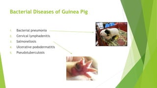 Bacterial Diseases of Guinea Pig
1. Bacterial pneumonia
2. Cervical lymphadenitis
3. Salmonellosis
4. Ulcerative pododermatitis
5. Pseudotuberculosis
 