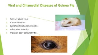 Viral and Chlamydial Diseases of Guinea Pig
1. Salivary gland virus
2. Cavian leukemia
3. Lymphocytic choriomeningitis
4. Adenovirus infection
5. Inclusion body conjunctivitis
 