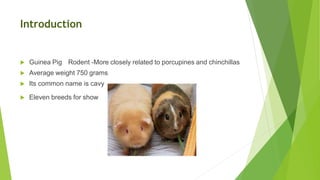 Introduction
 Guinea Pig Rodent -More closely related to porcupines and chinchillas
 Average weight 750 grams
 Its common name is cavy
 Eleven breeds for show
 