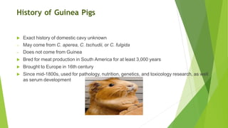 History of Guinea Pigs
 Exact history of domestic cavy unknown
– May come from C. aperea, C. tschudii, or C. fulgida
– Does not come from Guinea
 Bred for meat production in South America for at least 3,000 years
 Brought to Europe in 16th century
 Since mid-1800s, used for pathology, nutrition, genetics, and toxicology research, as well
as serum development
 