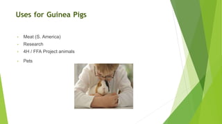 Uses for Guinea Pigs
• Meat (S. America)
• Research
• 4H / FFA Project animals
• Pets
 