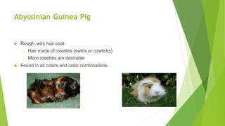 Abyssinian Guinea Pig
 Rough, wiry hair coat
– Hair made of rosettes (swirls or cowlicks)
– More rosettes are desirable
 Found in all colors and color combinations
 