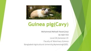 Guinea pig(Cavy)
Mohammad Mehadi Hasan(Joy)
Id:1601153
Level-04,Semester-01
Faculty of Veterinary Science
Bangladesh Agricultural University,Mymensingh2202.
 