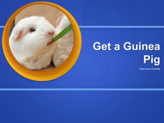 Get a Guinea
         Pig
        They’re Eco-Friendly
 