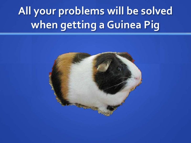 Guinea pigs