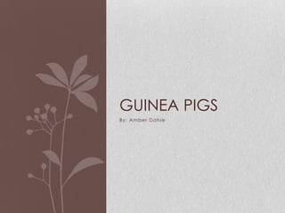 GUINEA PIGS
By: Am ber Dahl e
 