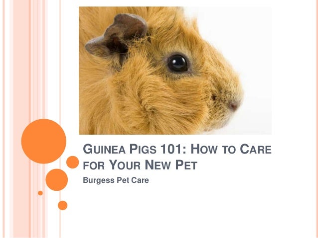 guinea pigs 101 how to care for your new pet skinny pig care sheet