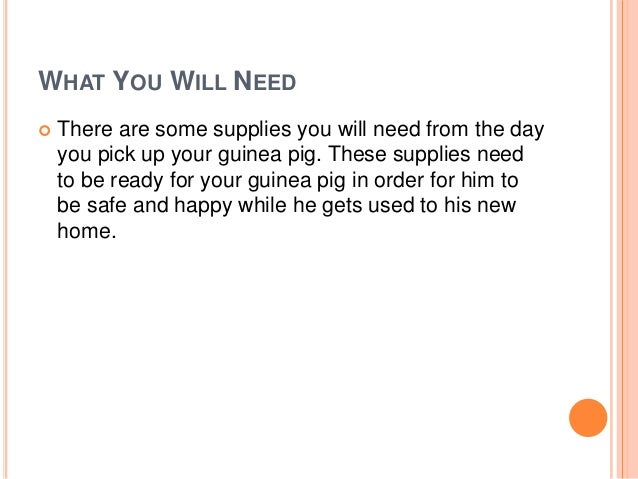 guinea pigs 101 how to care for your new pet skinny pig care sheet