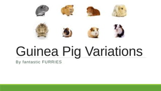 Guinea Pig Variations
By fantastic FURRIES
 