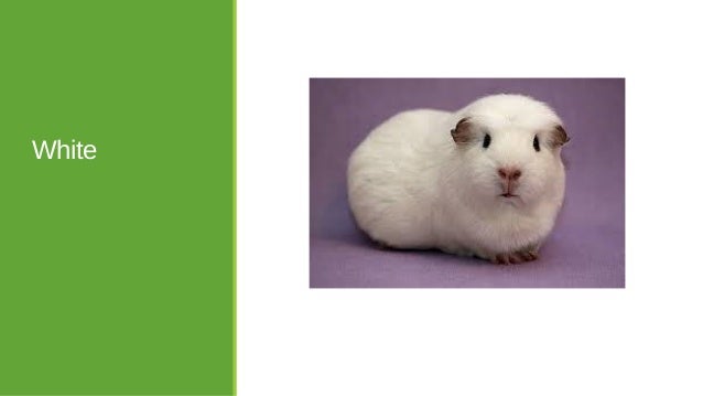 Guinea Pig Variations