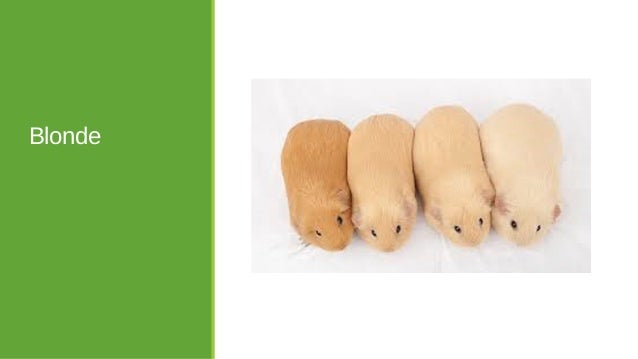 Guinea Pig Variations