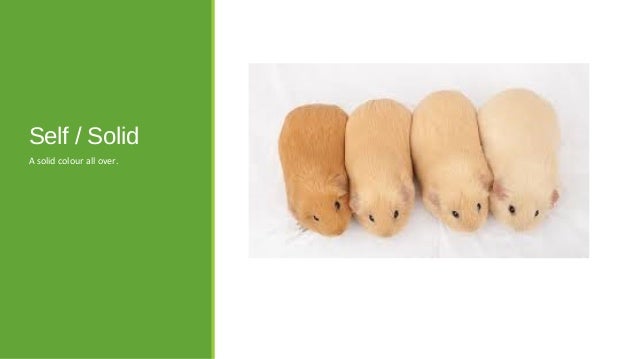 Guinea Pig Variations