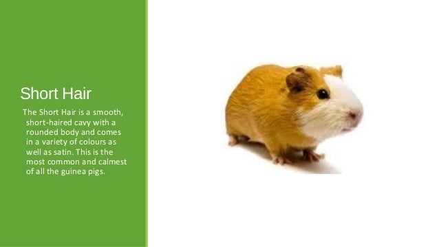 Guinea Pig Variations