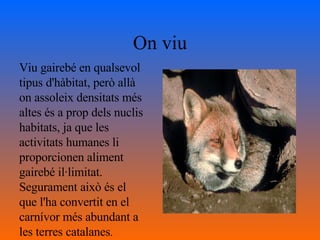 On viu Viu gairebé en qualsevol tipus d'hàbitat, però allà on assoleix densitats més altes és a prop dels nuclis habitats, ja que les activitats humanes li proporcionen aliment gairebé il·limitat. Segurament això és el que l'ha convertit en el carnívor més abundant a les terres catalanes . 