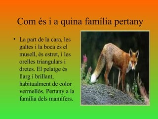 Com és i a quina família pertany La part de la cara, les galtes i la boca és el musell, és estret, i les orelles triangulars i dretes. El pelatge és llarg i brillant, habitualment de color vermellós. Pertany a la família dels mamífers. 