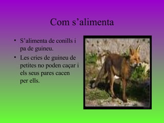 Com s’alimenta S’alimenta de conills i pa de guineu.  Les cries de guineu de petites no poden caçar i els seus pares cacen per ells.  