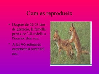 Com es reprodueix Després de 52-53 dies de gestació, la femella pareix de 3-8 cadells a l'interior d'un cau. A les 4-5 setmanes, comencen a sortir del cau. 