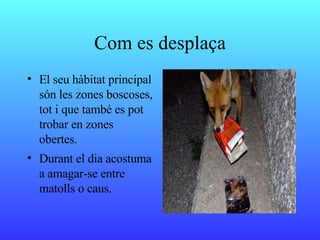 Com es desplaça El seu hàbitat principal són les zones boscoses, tot i que també es pot trobar en zones obertes. Durant el dia acostuma a amagar-se entre matolls o caus.  