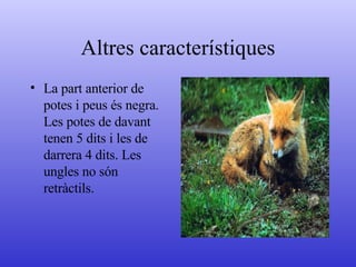 Altres característiques La part anterior de potes i peus és negra. Les potes de davant tenen 5 dits i les de darrera 4 dits. Les ungles no són retràctils. 