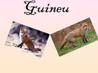 Guineu
 