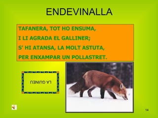 ENDEVINALLA LA GUINEU TAFANERA, TOT HO ENSUMA, I LI AGRADA EL GALLINER; S’ HI ATANSA, LA MOLT ASTUTA, PER ENXAMPAR UN POLLASTRET. 