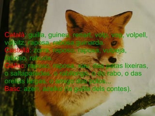 Català : guilla, guineu, renart, volp, vop, volpell, volpitz, raposa, rabosa,guinarda.  Castellà : zorra, raposo, raposa, vulpeja, raboso, rabuda. Gallec : raposo, raposa, xau, das patas lixeiras, o saltaparedes, o rabilongo, o do rabo, o das orellas largas, o amigo dos polos... Basc : azeri, azelko (la guilla dels contes). 
