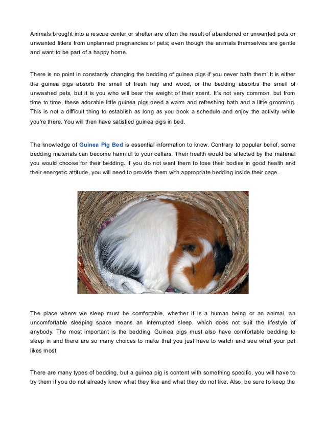 nearest guinea pig rescue