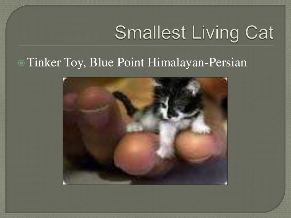 tinker toy himalayan cat