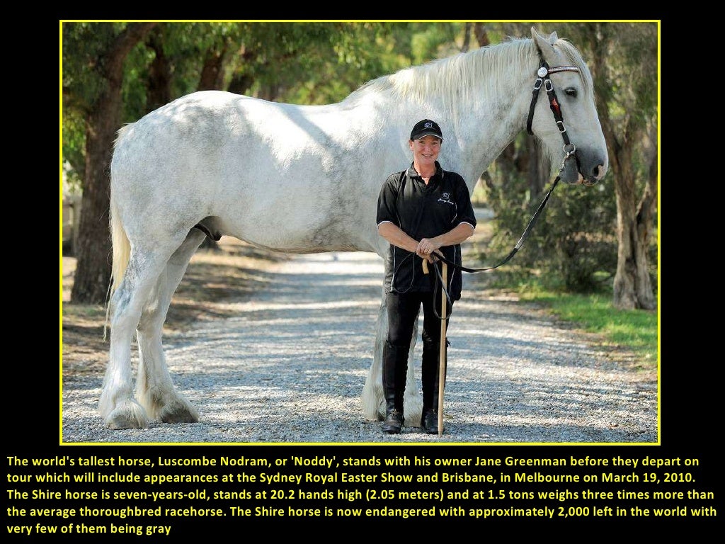 The world's tallest horse,