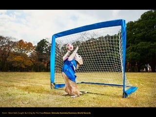 Purin - Most Balls Caught By A Dog By The PawsPicture: Shinsuke Kamioka/Guinness World Records
 