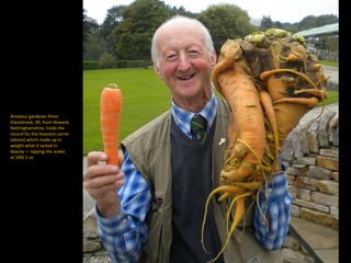 Amateur gardener Peter
Glazebrook, 69, from Newark,
Nottinghamshire, holds the
record for the heaviest carrot
(above) which made up in
weight what it lacked in
beauty — tipping the scales
at 20lb 1 oz
 