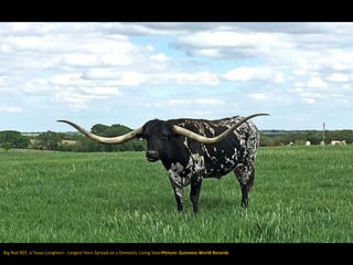 Big Red 907, a Texas Longhorn - Largest Horn Spread on a Domestic Living SteerPicture: Guinness World Records
 