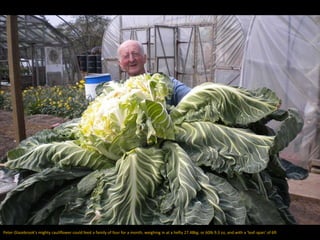 Peter Glazebrook's mighty cauliflower could feed a family of four for a month, weighing in at a hefty 27.48kg, or 60lb 9.3 oz, and with a ‘leaf-span’ of 6ft
 