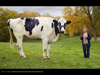 Blosom - Tallest CowPicture: Kevin Scott Ramos/Guinness World Records
 