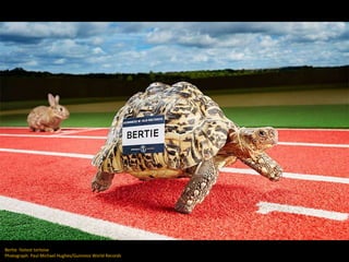 Bertie: fastest tortoise
Photograph: Paul Michael Hughes/Guinness World Records
 