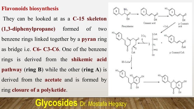 4-_Phenolic_glycosides_-_part__3_flavo_and_misc_.pptx