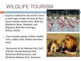 WILDLIFE TOURISM
 Gujarat is habitat for the world's rarest
as well large number of Fauna & Flora,
Fauna includes Asiatic Lions, Wild Ass,
Blackbuck, Bears, Monkeys, and
Migratory Birds like Flamingos,
Pelican, Storks.
 Flora includes species of Khair, Sadad,
Timru, Babul, Salai, Khakro and many
more.
 Sanctuaries at Gir National Park, Gulf
of Kutch, Vansda National Park,
Nalsarovar Bird Sanctuary, and
Blackbuck National Park, Velavadar.
 