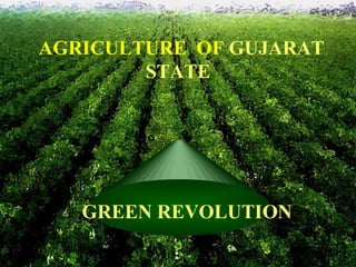 AGRICULTURE  OF  GUJARAT STATE   GREEN REVOLUTION 