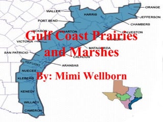 Gulf Coast Prairies
  and Marshes
 By: Mimi Wellborn
 