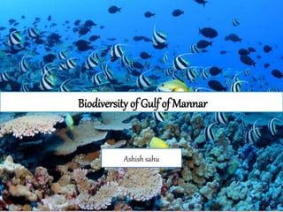 Biodiversity of Gulf of Mannar
Ashish sahu
 