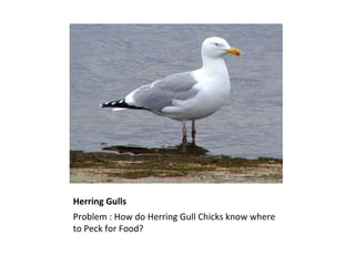 Herring Gulls ,[object Object]