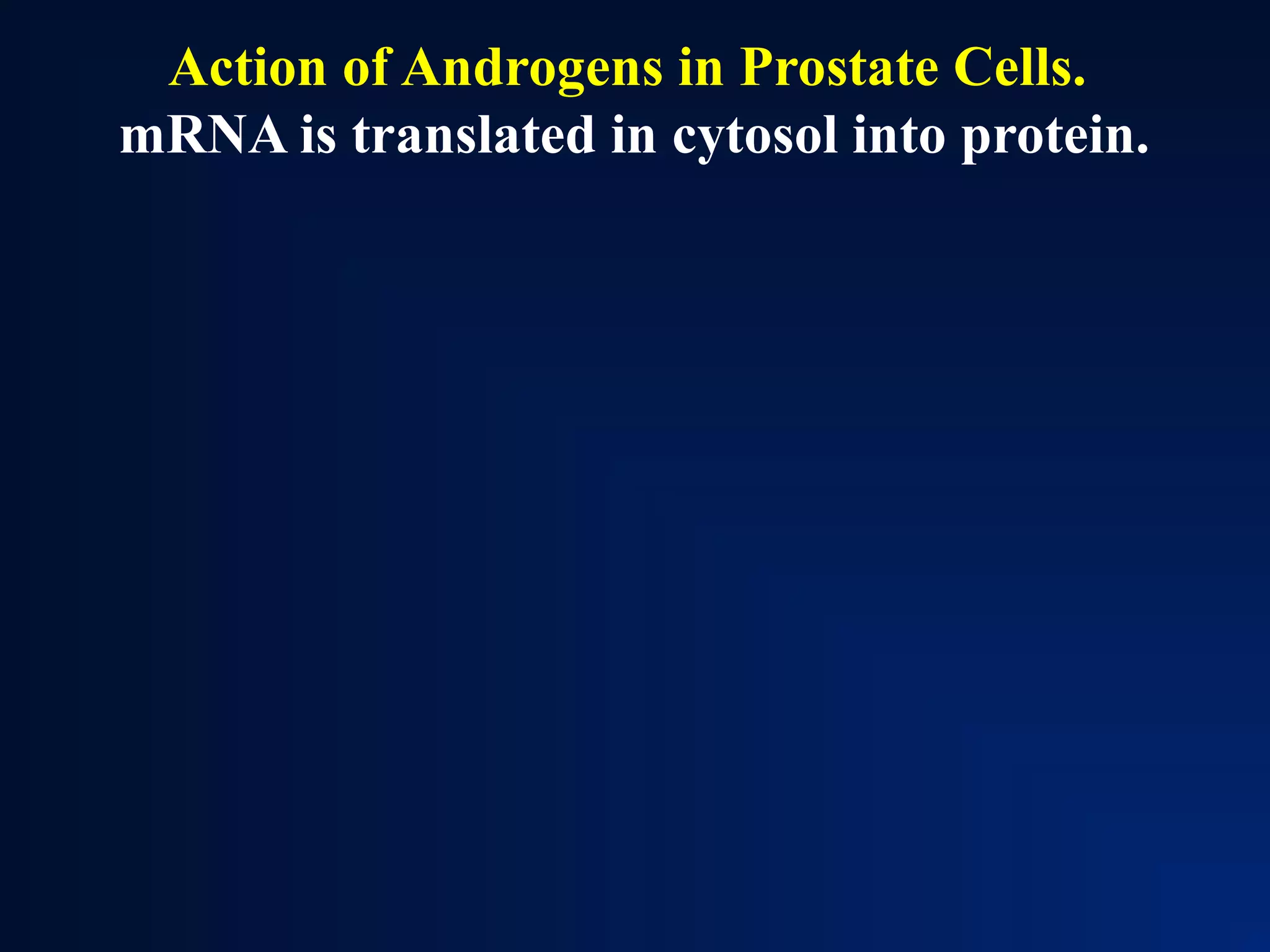 Action of Androgens in Prostate Cells.
mRNA is translated in cytosol into protein.
 