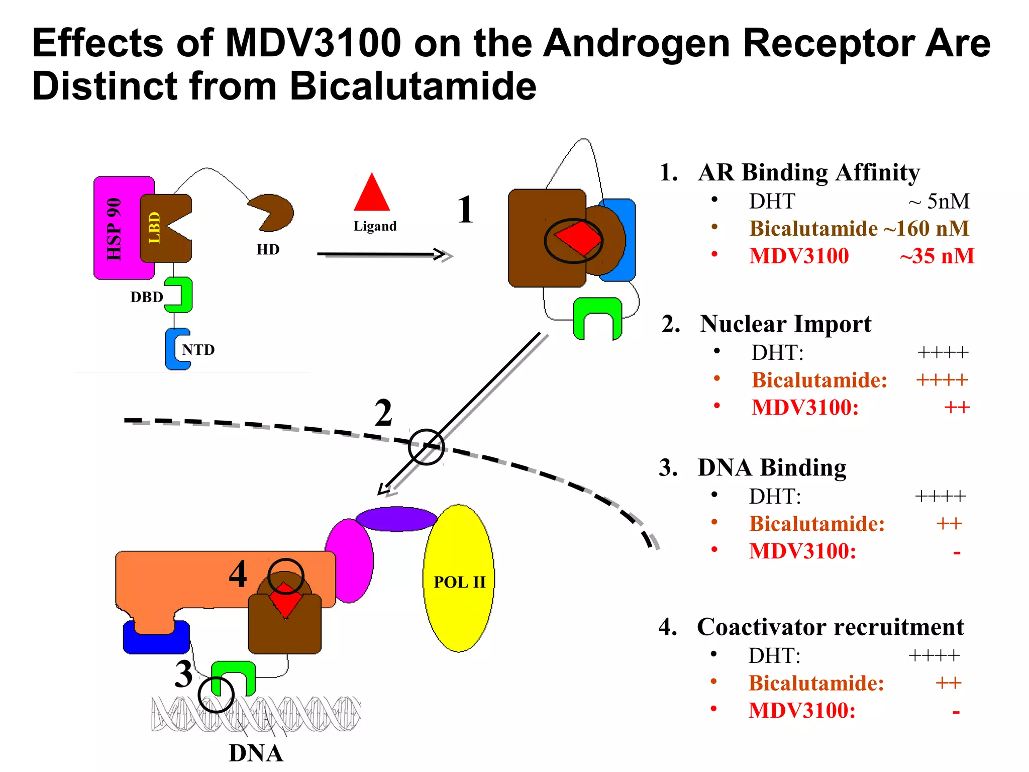 Effects of MDV3100 on the Androgen Receptor Are
Distinct from Bicalutamide

                                                    1. AR Binding Affinity
                                                        •
                                             1              DHT            ~ 5nM
   HSP 90
             LBD



                                  Ligand                •   Bicalutamide ~160 nM
                             HD                         •   MDV3100       ~35 nM
            DBD
                                                    2. Nuclear Import
                   NTD                                  •   DHT:            ++++
                                                        •   Bicalutamide:   ++++
                                    2                   •   MDV3100:          ++

                                                    3. DNA Binding
                                                        •   DHT:            ++++
                                                        •   Bicalutamide:     ++
                                                        •   MDV3100:           -
                         4                 POL II

                                                    4. Coactivator recruitment
                                                        •   DHT:            ++++
                   3                                    •   Bicalutamide:     ++
                                                        •   MDV3100:           -
                         DNA
 