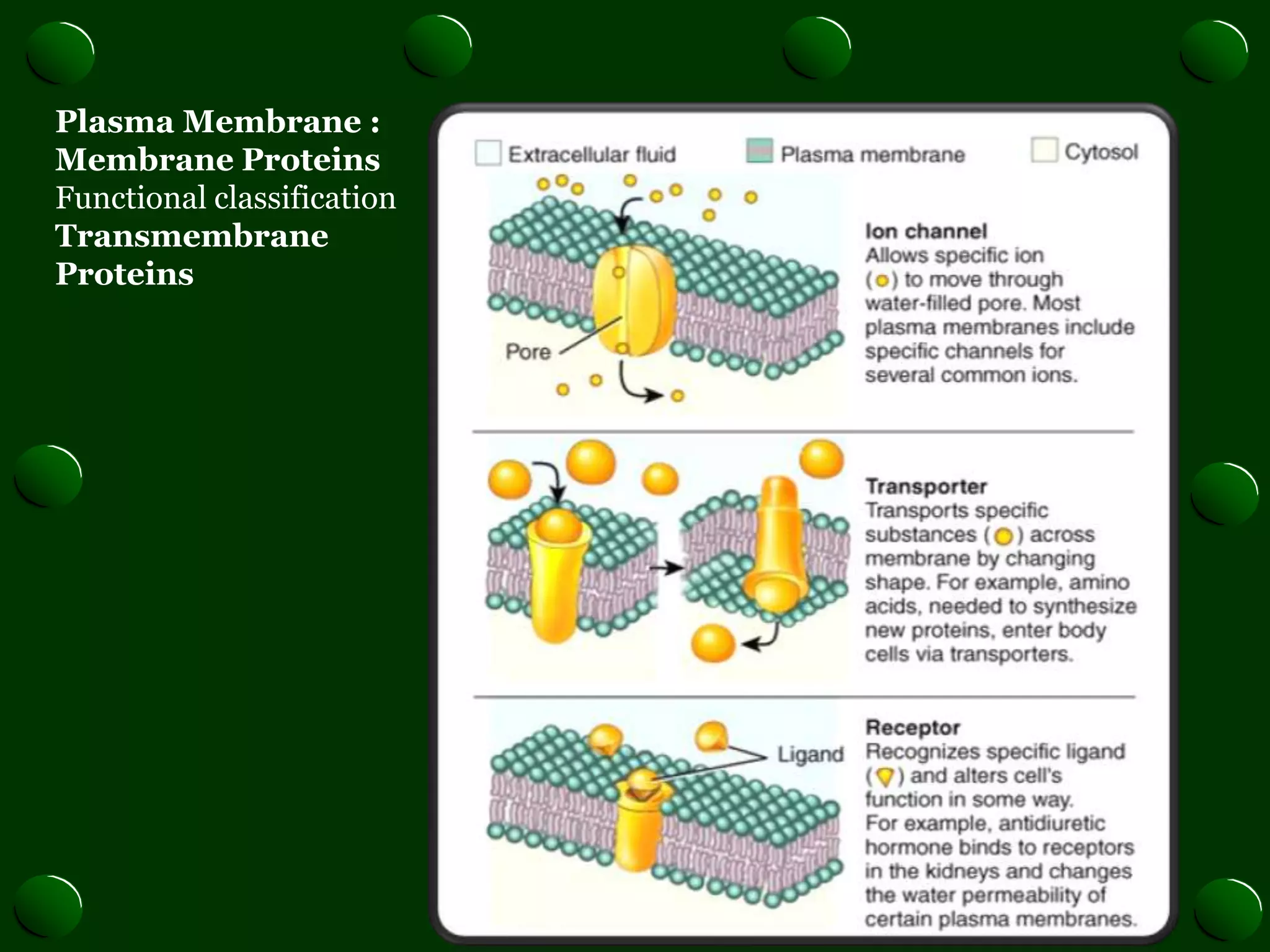 plasma membrane and its receptors in full detail biochemistry | PPT