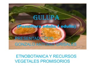 GULUPA
(Passiflora edulis f edulis)
PRESENTADO POR:
GONZALO ANTONIO GRISALES

ETNOBOTANICA Y RECURSOS
VEGETALES PROMISORIOS

 