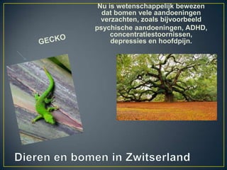 Nu is wetenschappelijk bewezen
  dat bomen vele aandoeningen
  verzachten, zoals bijvoorbeeld
psychische aandoeningen, ADHD,
     concentratiestoornissen,
     depressies en hoofdpijn.
 