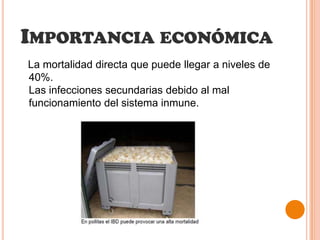Importancia económica   La mortalidad directa que puede llegar a niveles de 40%.Las infecciones secundarias debido al mal funcionamiento del sistema inmune.