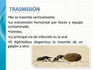 •No se trasmite verticalmente.
•La transmisión horizontal por heces y equipo
contaminado.
•Fómites.
•La principal vía de infección es la oral
•El Alphitobius diaperinus lo trasmite de un
galpón a otro.
 